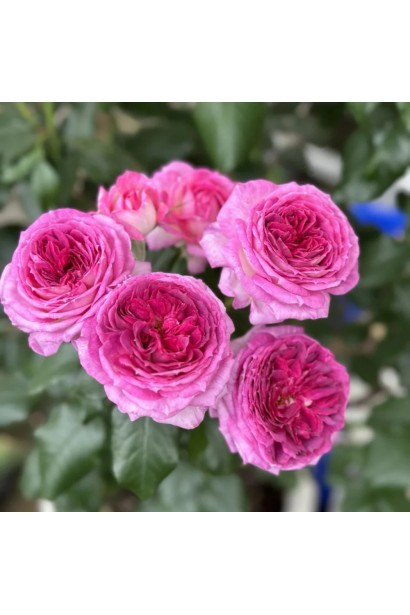 Hybrid tea rose ’Thierry Marx’